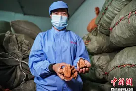 战罢非典抗新冠 古老瑶医药在传承中书写新传奇图片