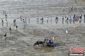 航拍江苏启东黄海滩涂 民众“赶海”过假期图片