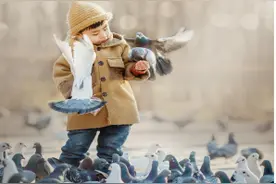 鸽子虽可爱 但也要保持安全距离图片