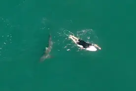 澳洲知名冲浪运动员Matt Wilkinson在夏普斯海滩冲浪遭大白鲨盯上 无人机发警告脱险图片