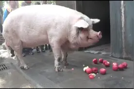 13岁“猪坚强”已相当于人类百岁，国庆每日有千余人探访图片