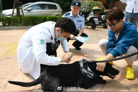 铲屎官们，犬牌送到家门口了，速收图片