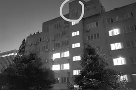 杭州这个小区的居民傍晚常听到“哆哆哆哆”的声音 打桩机？啄木鸟？专家说都不是 是暂时在杭州歇脚的夜鹰图片