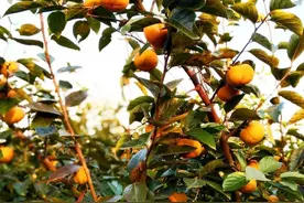 脆甜可口！崇明的脆柿上市啦，摘下来就可以吃图片