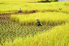 野生动物养殖户“腾笼换鸟”图片