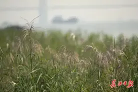 “风吹稻花香两岸”，汉口江滩为啥种芦苇不种水稻？你需要的解释来了图片