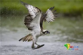 摄影师抓拍鱼鹰入水捕鱼画面 实力演绎“快准狠”图片