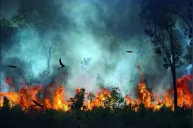 猛禽纵火，澳山火背后的“高智商犯罪”图片