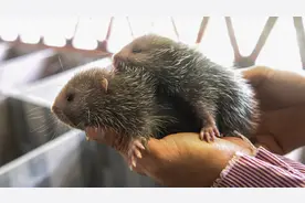 竹鼠、果子狸…45种野生动物年底前停止养殖图片