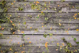 当生命走到终点时，该做怎样的选择？图片