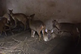 血色山谷：濒危动物上餐桌 一起命案牵出买卖野生动物大案，猎户收购商食客37人获刑图片