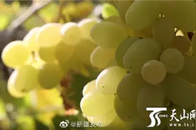 葡萄酿醋你见过吗？新疆阿图什葡萄果醋散发醇香图片