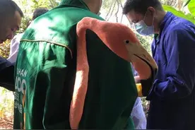 火烈鸟接种疫苗发”火“！饲养员不为所动说是啄成“免疫”了图片