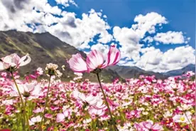 青藏高原植物于苦寒处绽芳华 来了解一下它们的生存之道图片