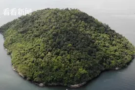 同类相食！巴西猫岛因新冠疫情沦为“猫间炼狱”图片