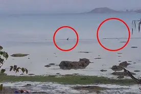 宠物狗在海中玩耍被鳄鱼盯上 最近时仅隔几米图片