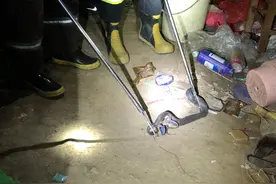 深夜毒蛇出没 顺德民警消防合力抓捕图片