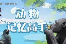 最强大脑系列之动物“记忆高手”图片