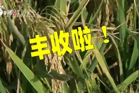 超800公斤！江苏试种“海水稻”亩产创新纪录视频封面