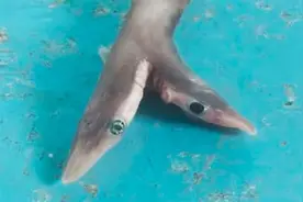 印度渔民捕获刚出生双头鲨鱼！基因突变还是环境污染导致？图片