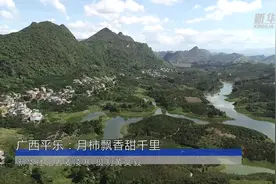 广西平乐：月柿飘香甜千里视频封面