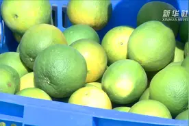 湖南蓝山：石头山上种脐橙 荒山变“绿色银行”视频封面