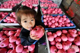 蓬莱潮水迎来苹果丰产季，产销两旺果农增收图片