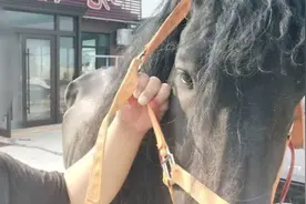 网红价值30万的“宝马”丢失，民警循蹄印找回视频封面