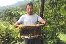 重庆石柱深山里的“甜蜜产业”图片