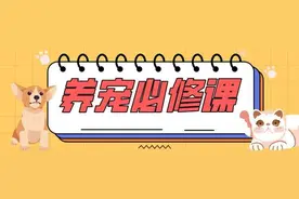 搬家后猫就开始“玩失踪”？原来是应激反应！出现这些反常就要注意了…| 养宠必修课图片