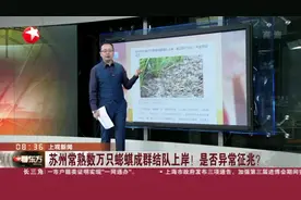 上观新闻：苏州常熟数万只蟛蜞成群结队上岸！是否异常征兆？视频封面
