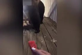 美国女子上传喂食黑熊视频后被指违法 或将面临6个月监禁图片