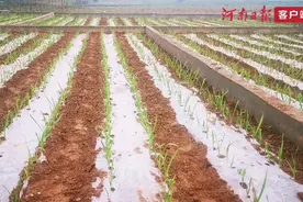 从“浇地”到“浇作物”，农田灌溉有“神器”图片