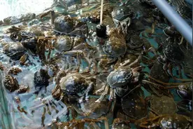 “与爱同行 惠游湖北” 秋风起，蟹脚痒，是时候到千湖之省吃螃蟹了！图片