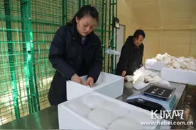 河北行唐：科技助力 小蘑菇撑起富民大产业图片
