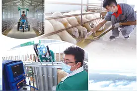 来了新“羊倌”旺了羊产业（人民眼·人才下乡）图片