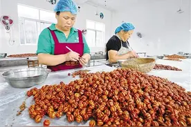 临安山核桃加工新模式助农增收 小小团圆仁颗颗致富果图片