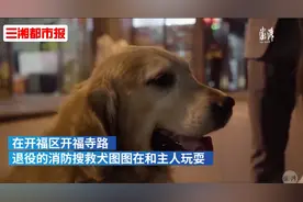 立功无数的9岁搜救犬图图退役了，主人：现在比较好，都会拆家了图片