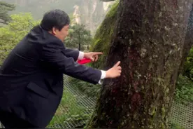 黄山迎客松被“塑料树、假树”传言困扰由来已久 或与这些古树有关图片