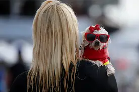 “我家的狗狗不咬人”可以休矣图片