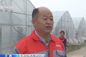 “秋延后”辣椒上市季节到！江西永丰千亩蔬菜基地 小辣椒成致富“大产业”图片
