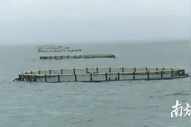 深海养殖金鲳鱼丰收，预计12月收获上市图片