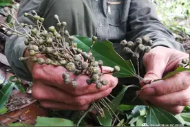 看！防城港十万大山的“银宝”成熟了图片