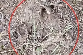野猪频频“打卡”合肥 专家：碰到成年野猪逃不掉就爬树图片