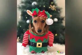 澳大利亚腊肠犬成网红 拥有专属百变时尚衣橱图片