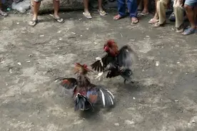 悲剧！菲律宾一名警察在突袭行动中被一只公鸡杀死图片