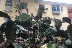 仙人掌生长20年会是个啥模样？“铺天盖地”图片