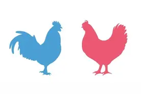 双鸟比翼飞，竟能辨其是雌雄图片