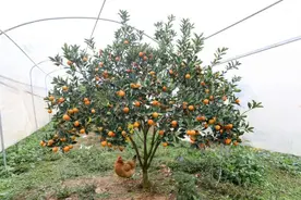 橘黄、脆嫩、甜蜜，3.0版金桔上新，脆蜜金桔下月上旬入沪销售图片