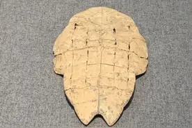 “龟儿子”怎么成了骂人的话？图片